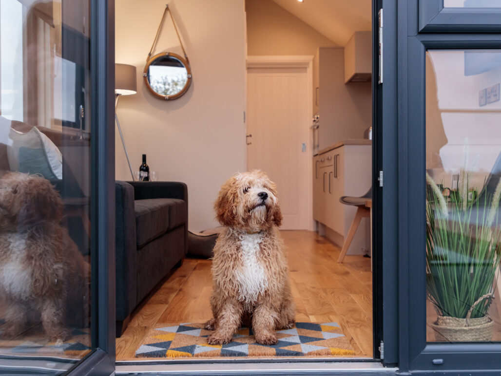 Dog sitting in the door of C250 houseboat with living are and kitchen in background